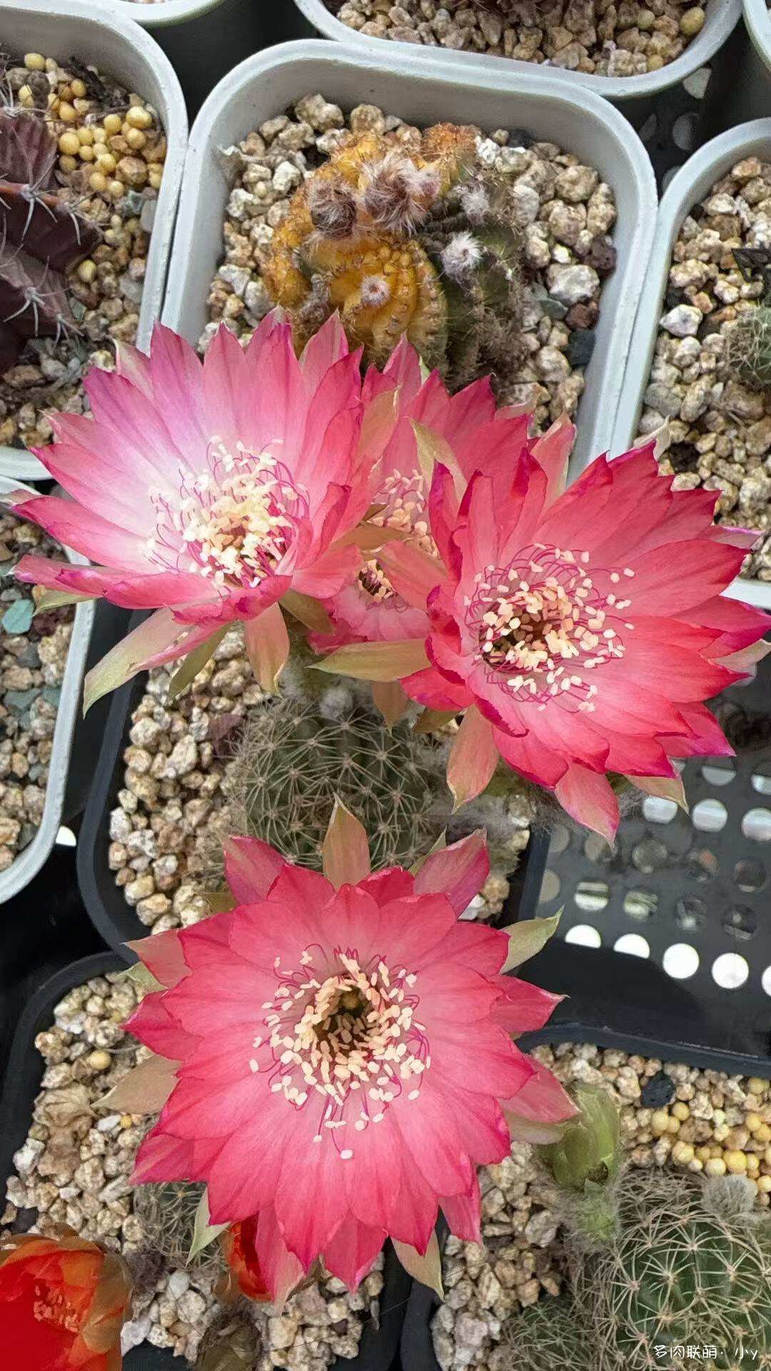仙人球花开的季节
