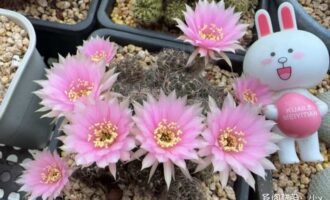 又到球花季，“昆山球王”求夸夸