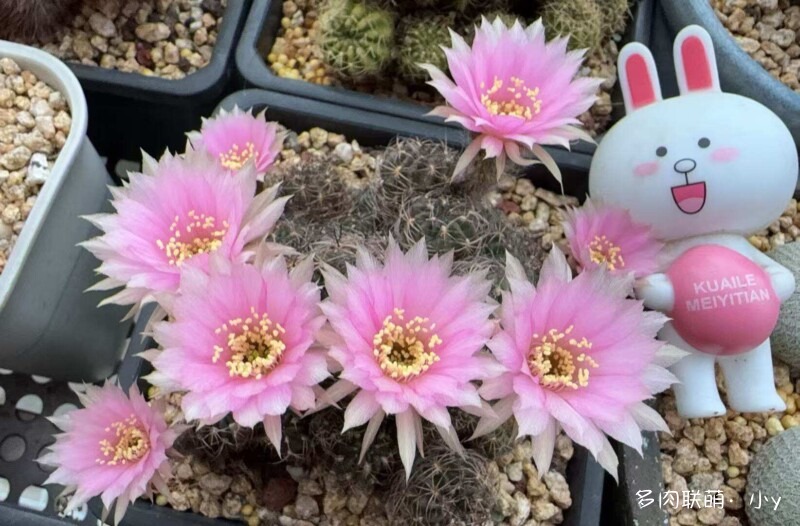 仙人球花开的季节