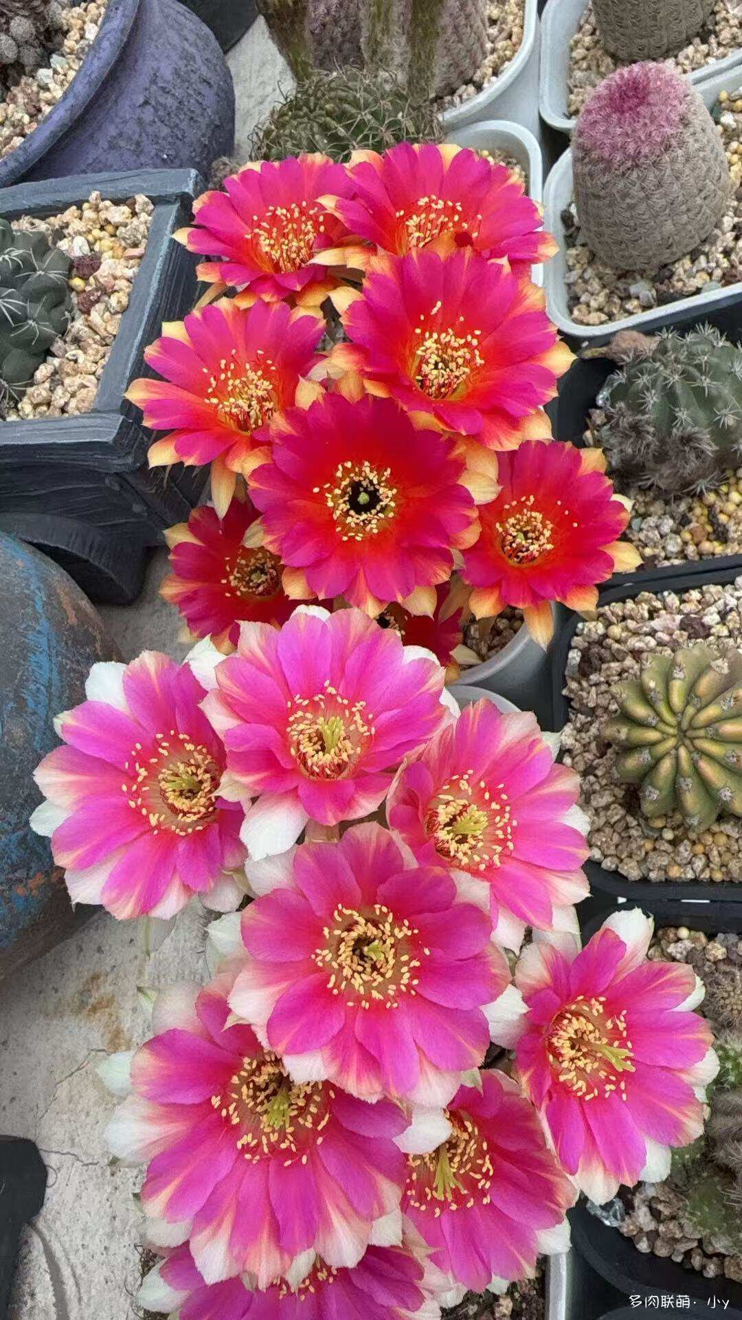 仙人球花开的季节