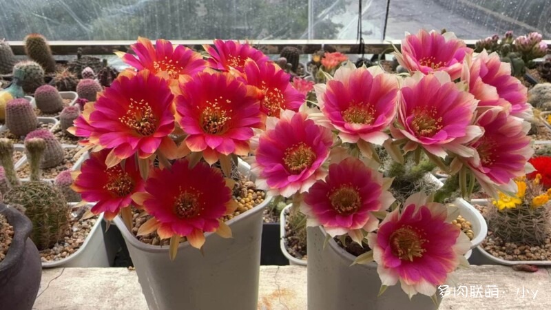 仙人球花开的季节