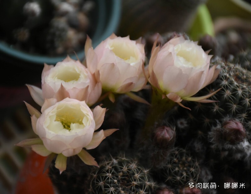 仙人球花花很漂亮