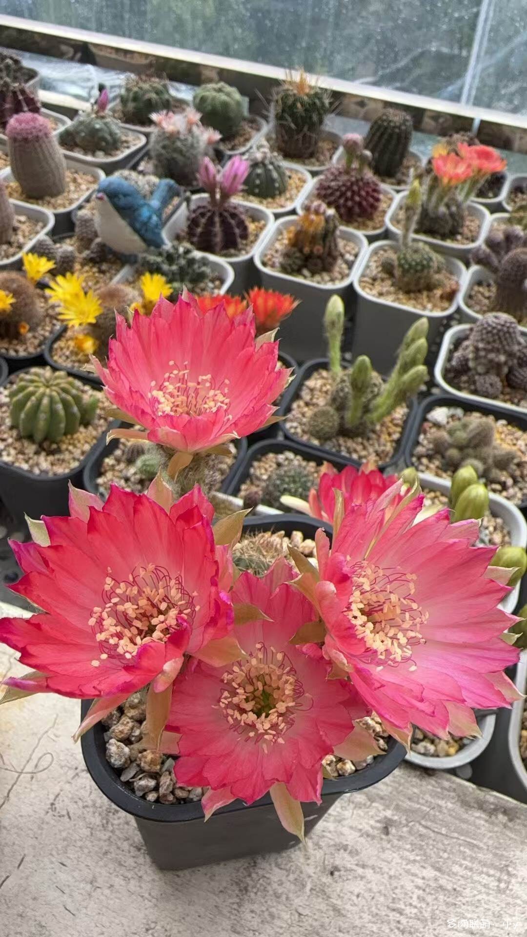 仙人球花开的季节