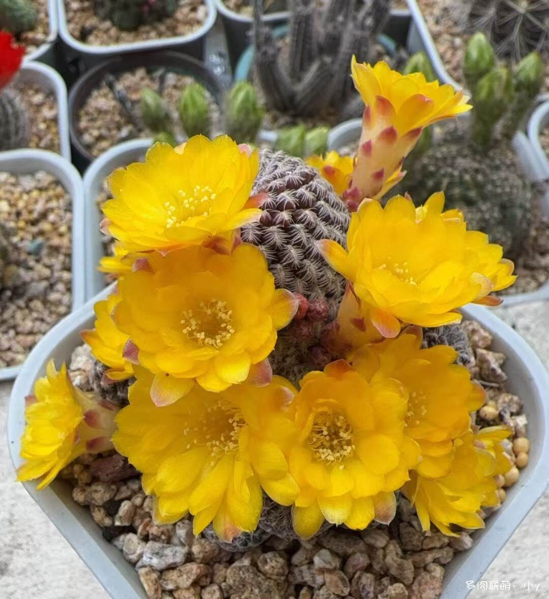 仙人球花开的季节