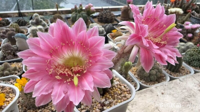 仙人球花开的季节