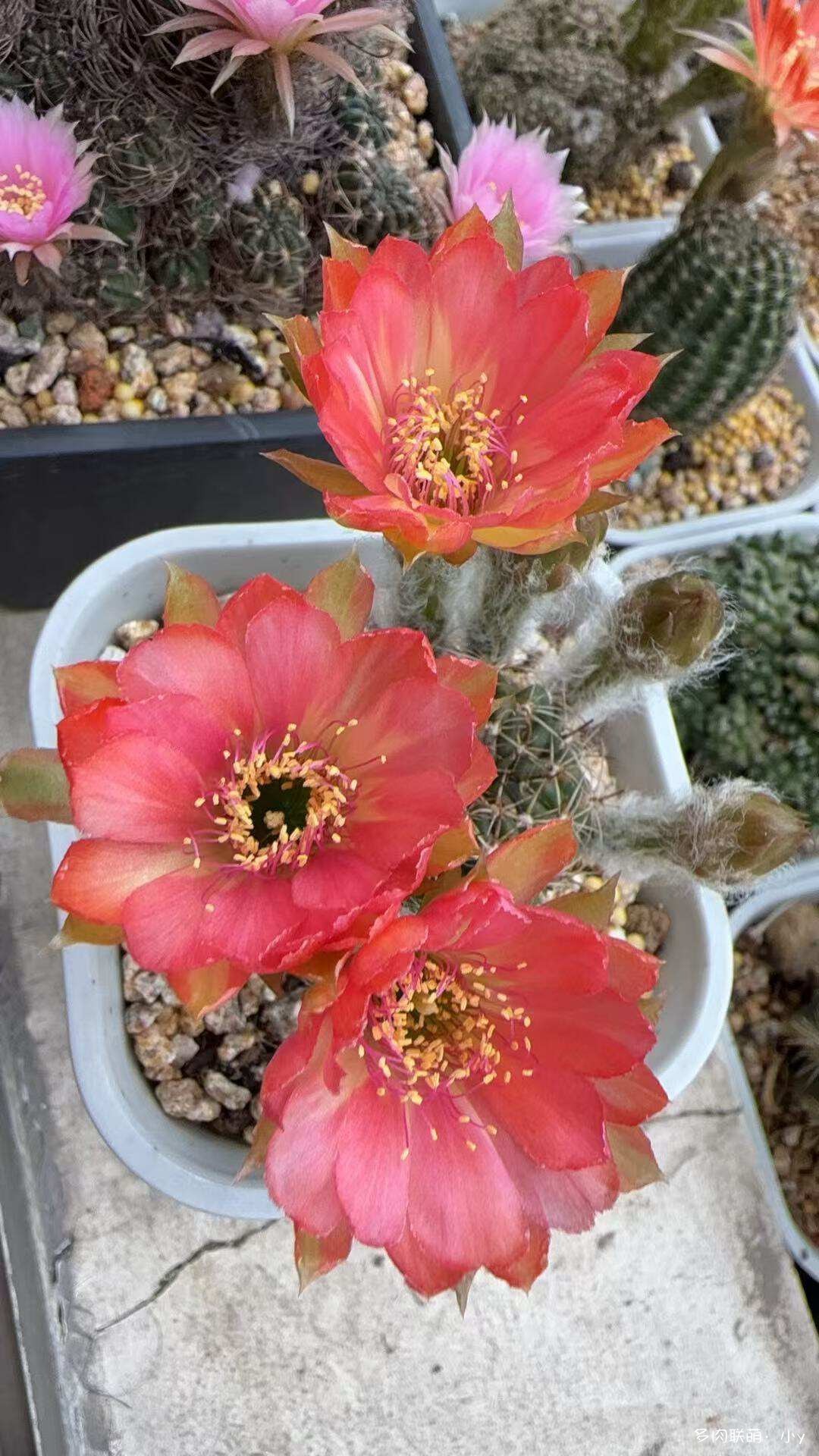 仙人球花开的季节