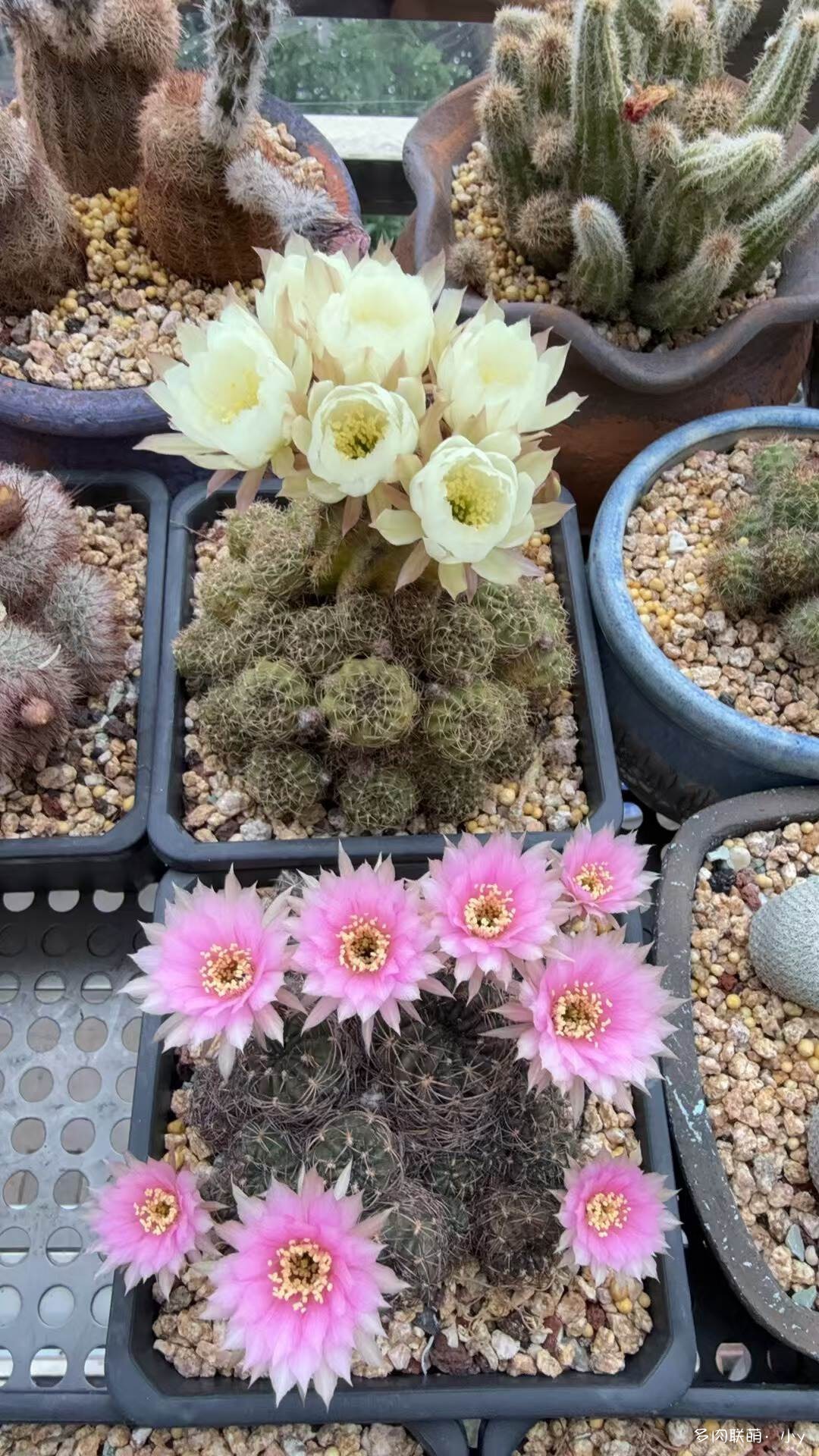 仙人球花开的季节