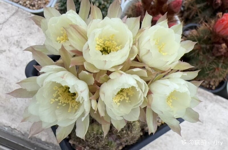 仙人球花开的季节