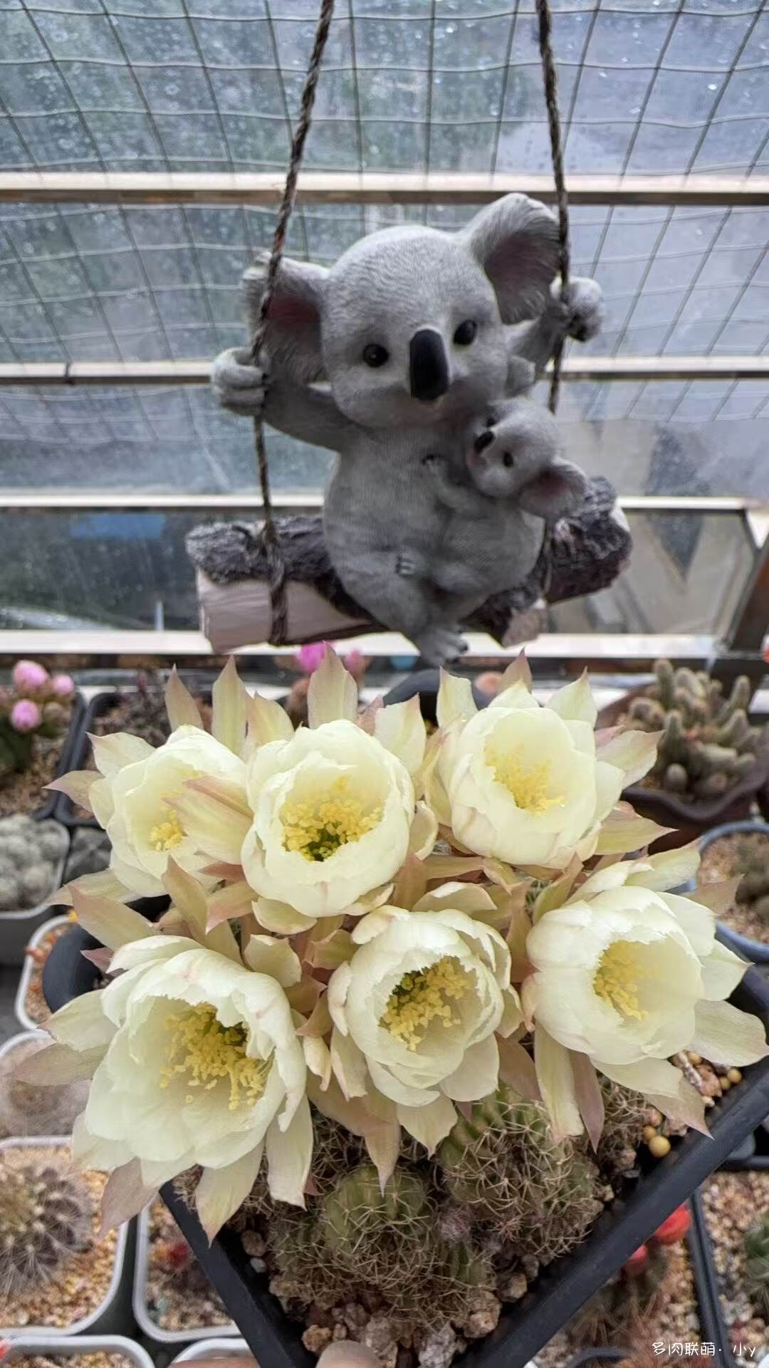 仙人球花开的季节