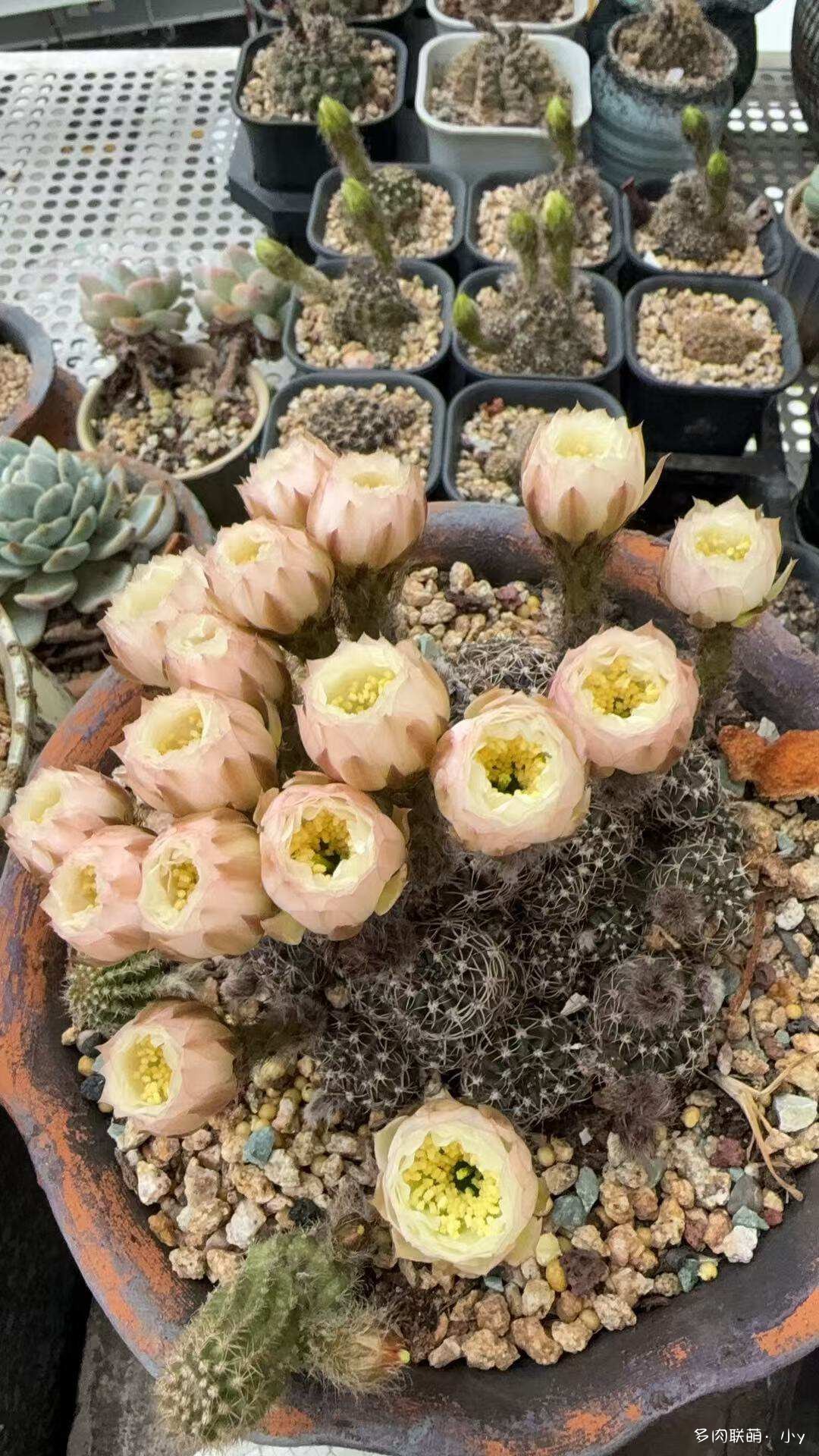 仙人球花开的季节