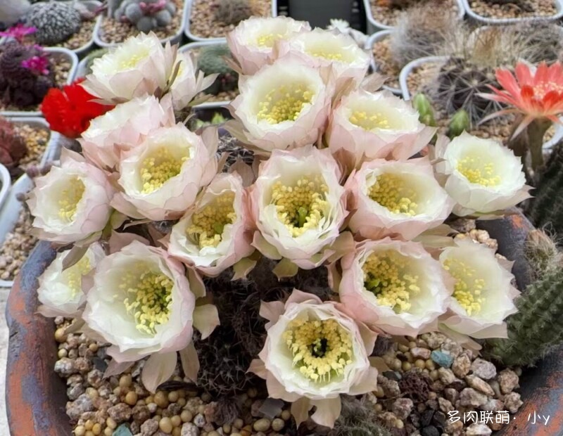 仙人球花开的季节