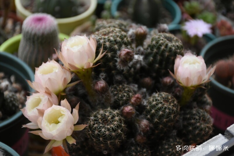 仙人球花花很漂亮