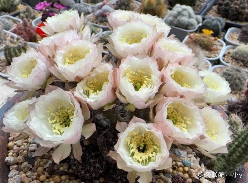 仙人球花开的季节