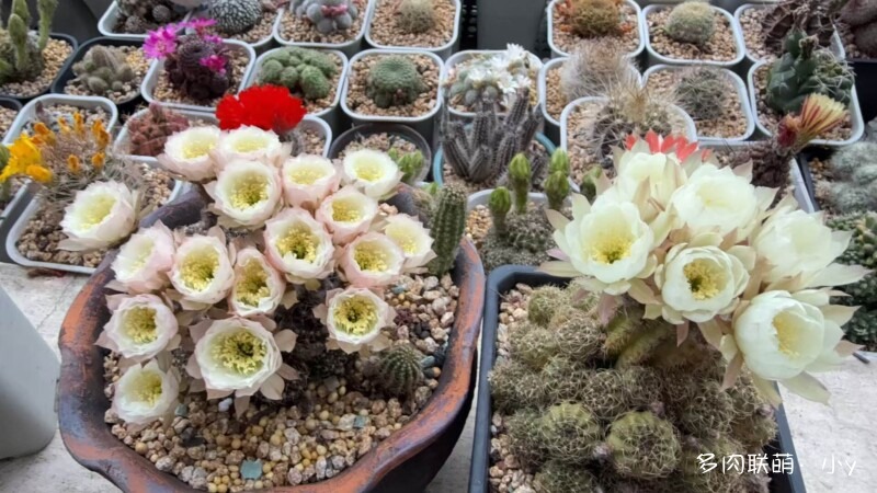 仙人球花开的季节