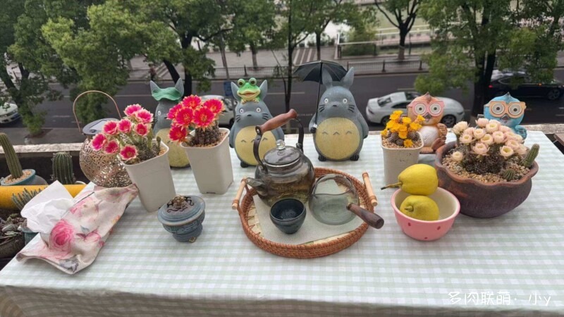 仙人球花开的季节