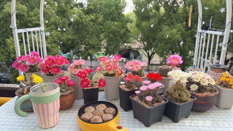 仙人球花开的季节