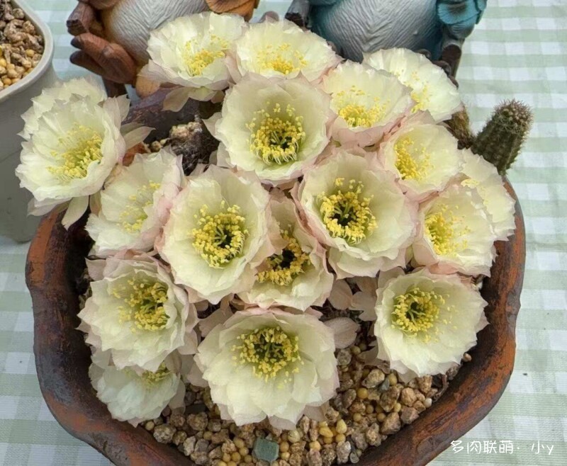 仙人球花开的季节