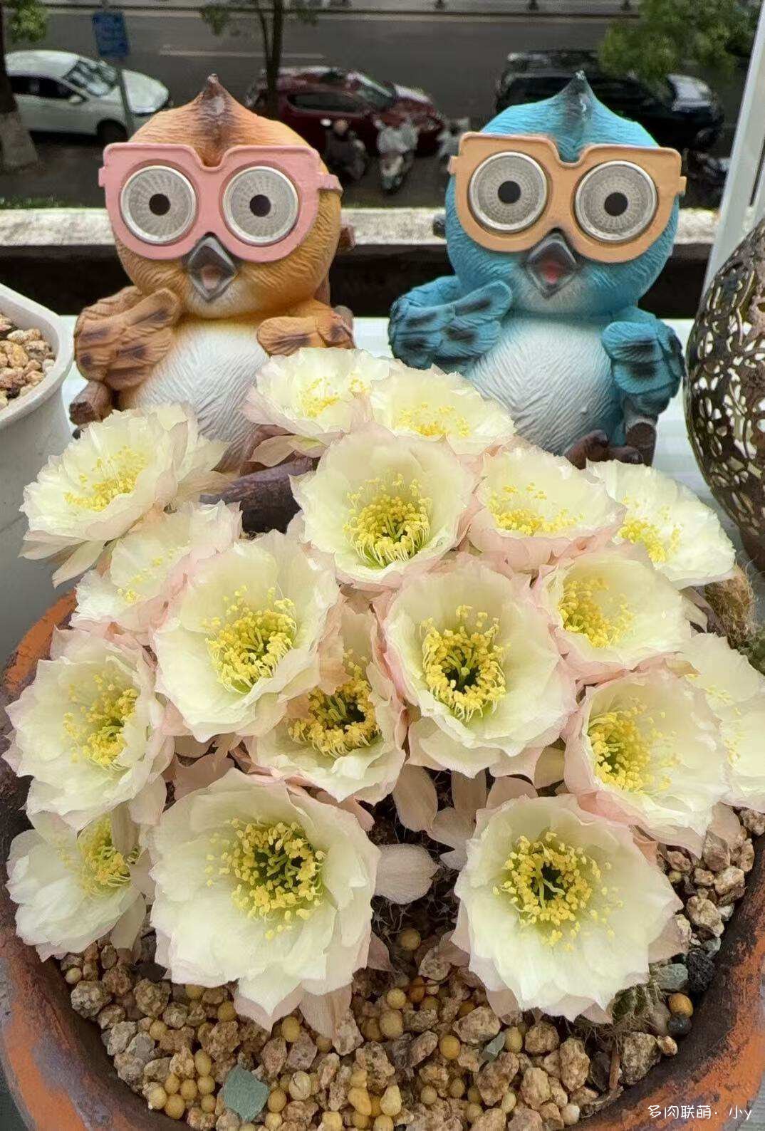 仙人球花开的季节