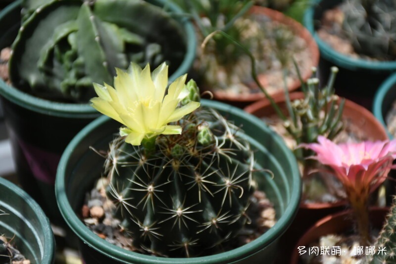 仙人球花花很漂亮