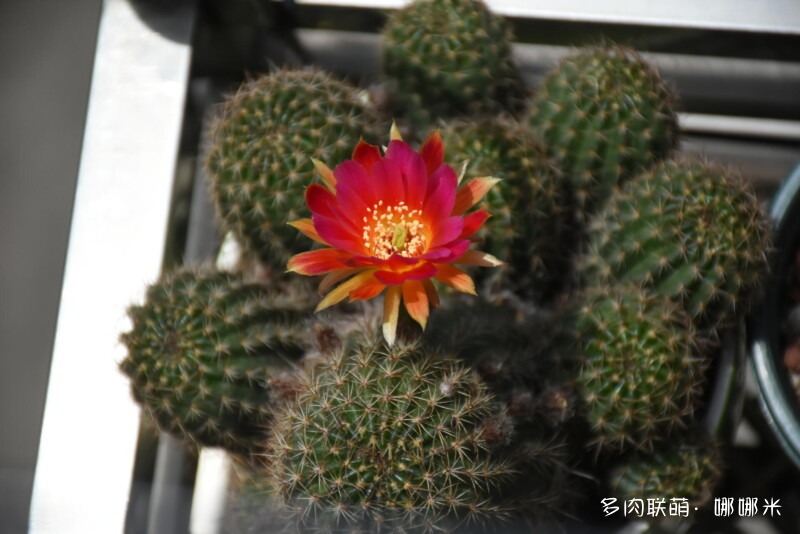 仙人球花花很漂亮