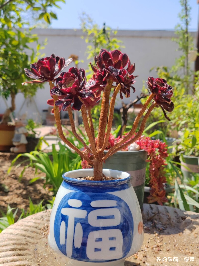 晒多肉也晒美好