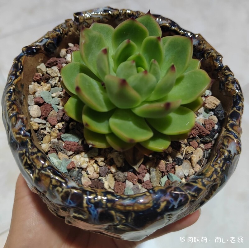 夏天的多肉