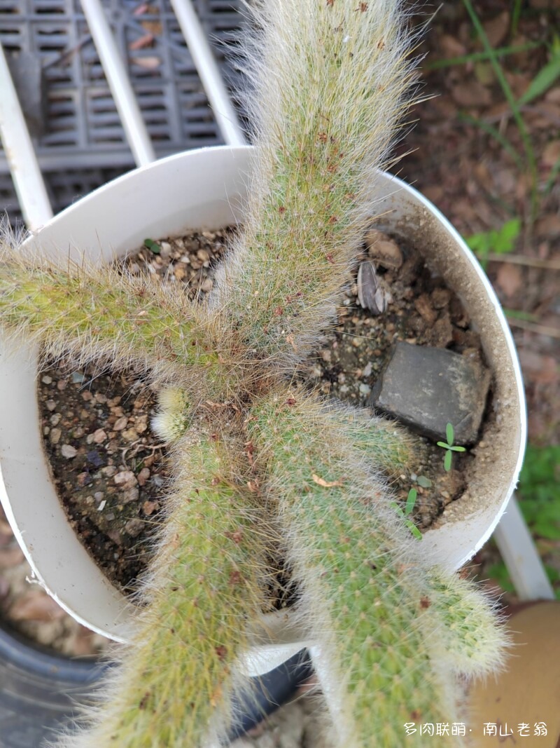 夏天的多肉