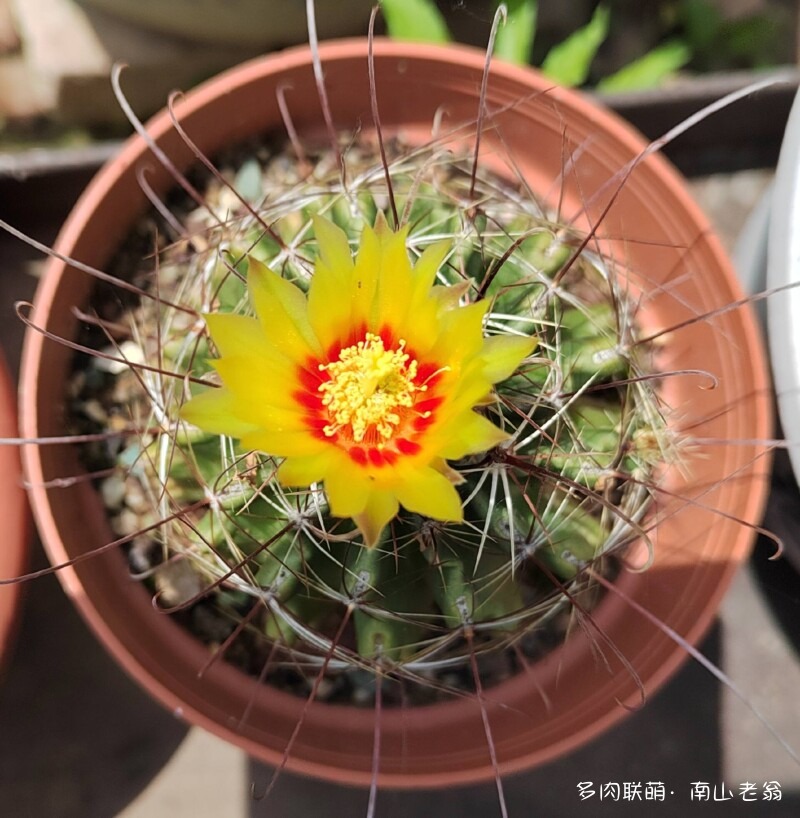 夏天的多肉