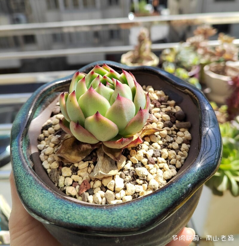 夏天的多肉