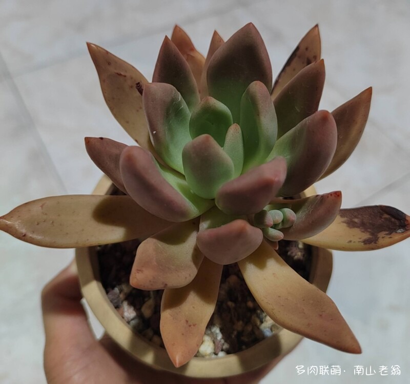 夏天的多肉