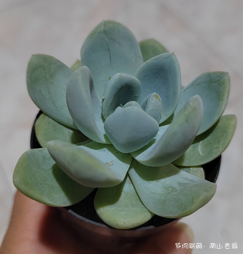 夏天的多肉