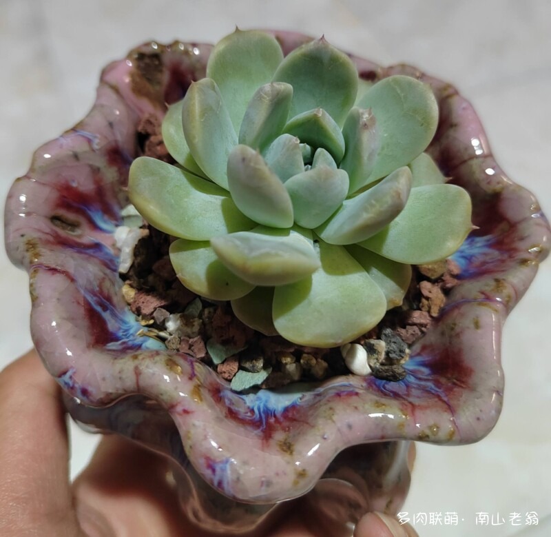 夏天的多肉