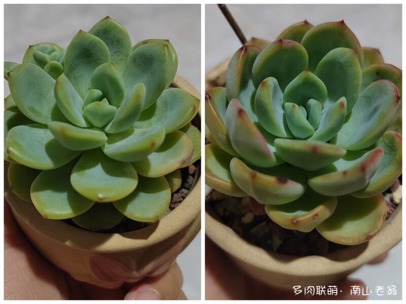 夏天的多肉