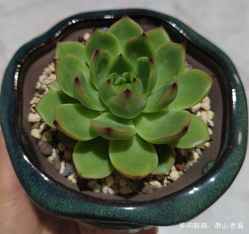 夏天的多肉