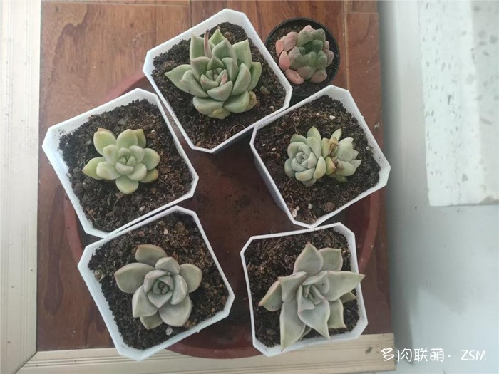 今年刚买的多肉