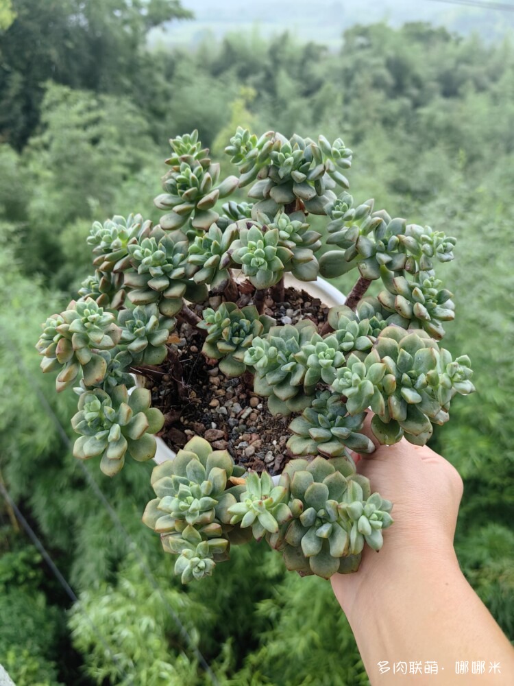 梅雨季的景天多肉