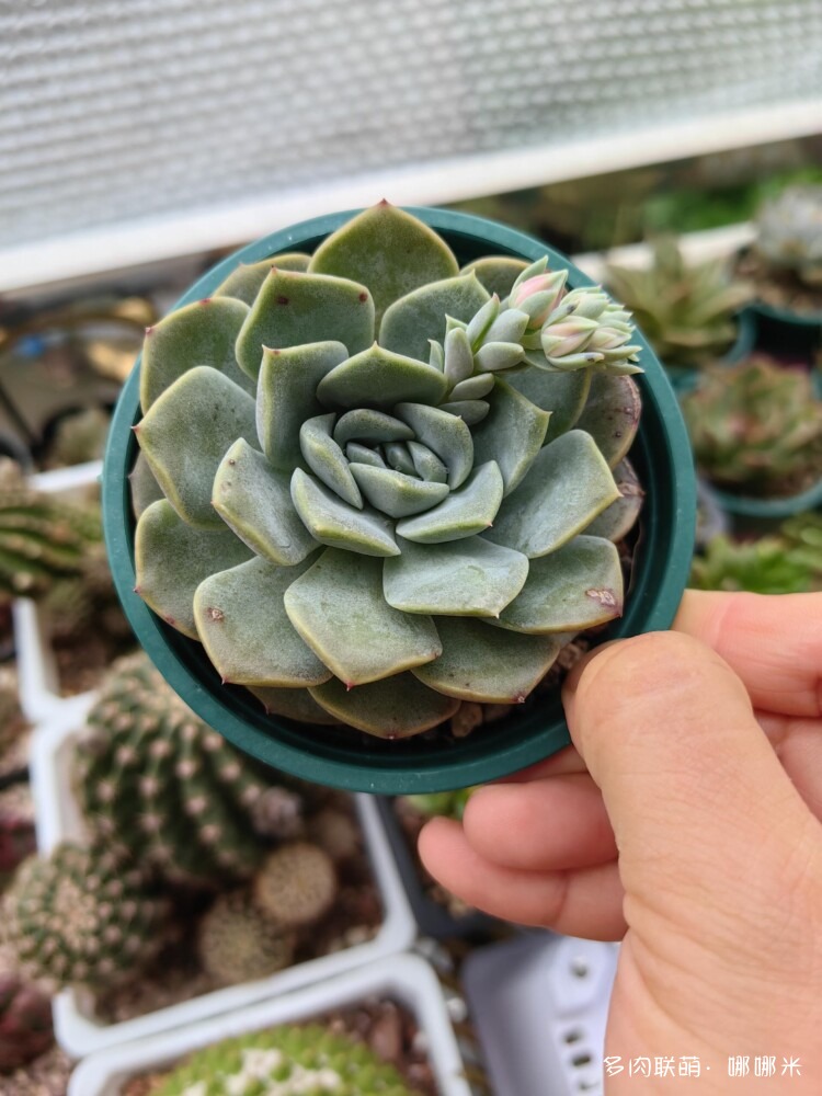梅雨季的景天多肉