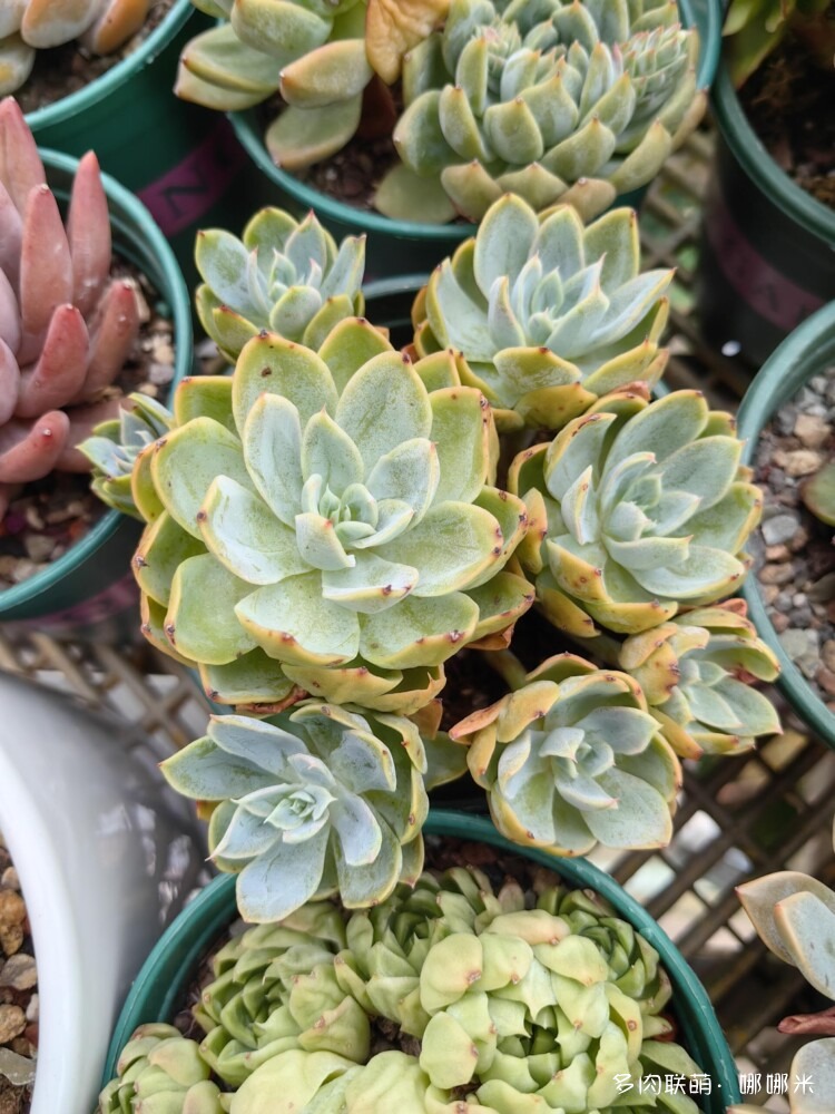 梅雨季的景天多肉
