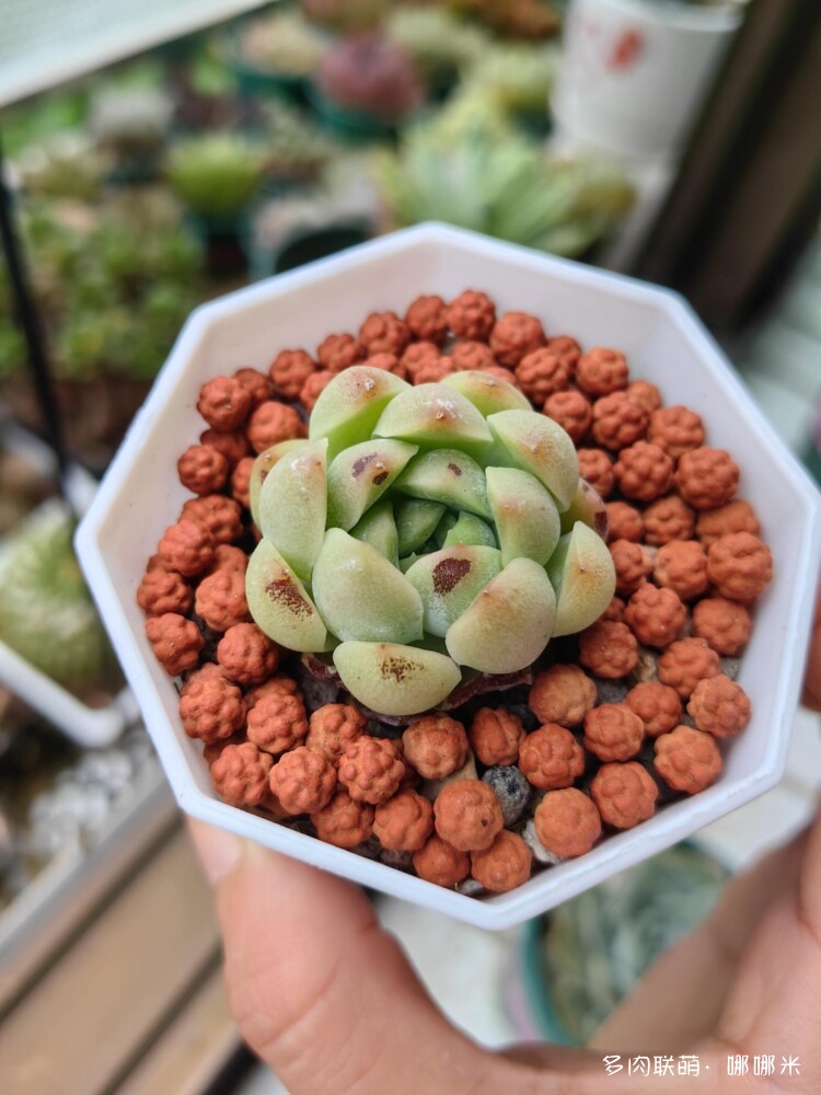 梅雨季的景天多肉