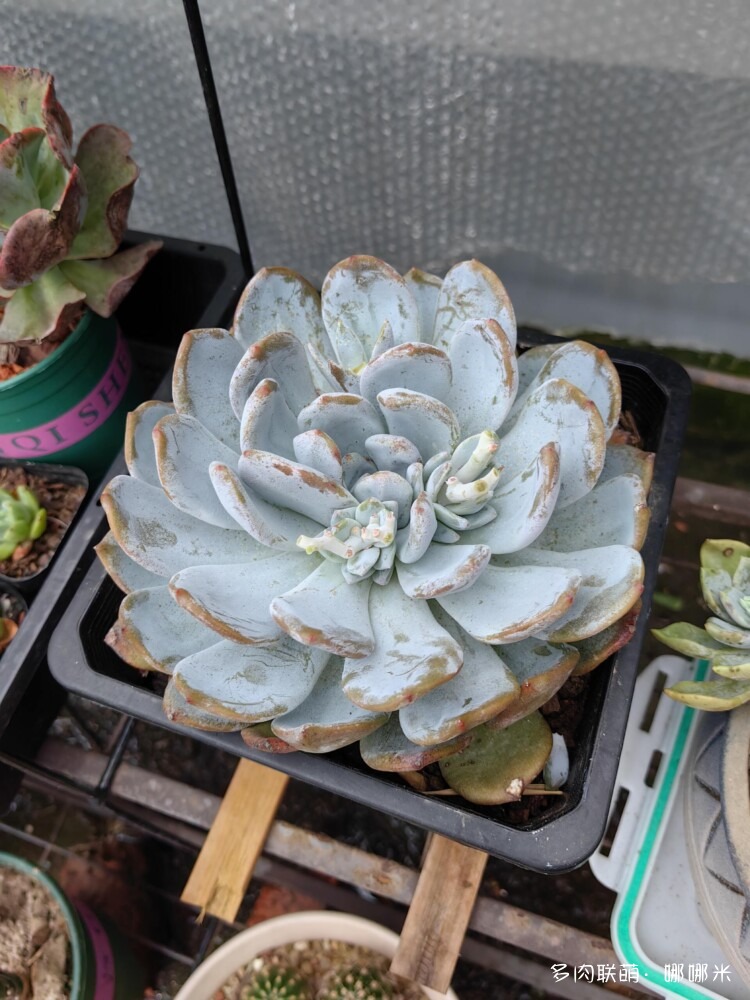 梅雨季的景天多肉