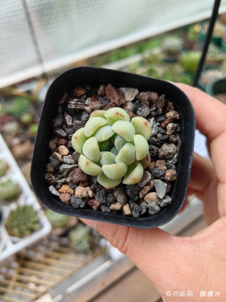 梅雨季的景天多肉