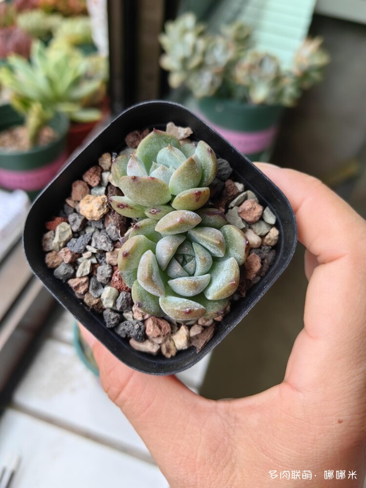 梅雨季的景天多肉