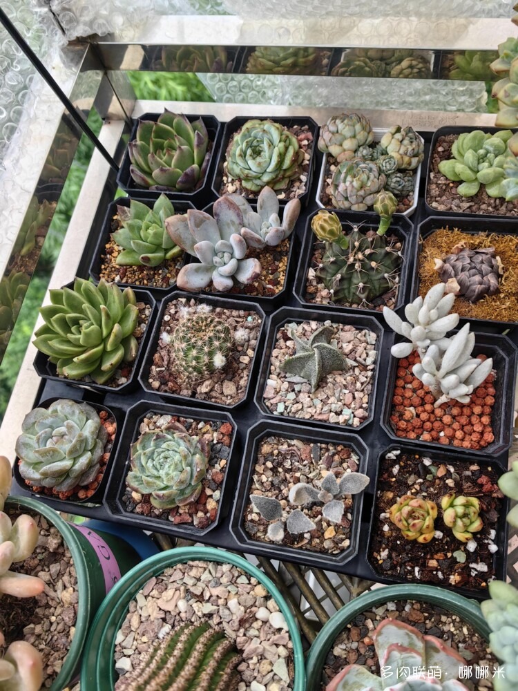 梅雨季的景天多肉