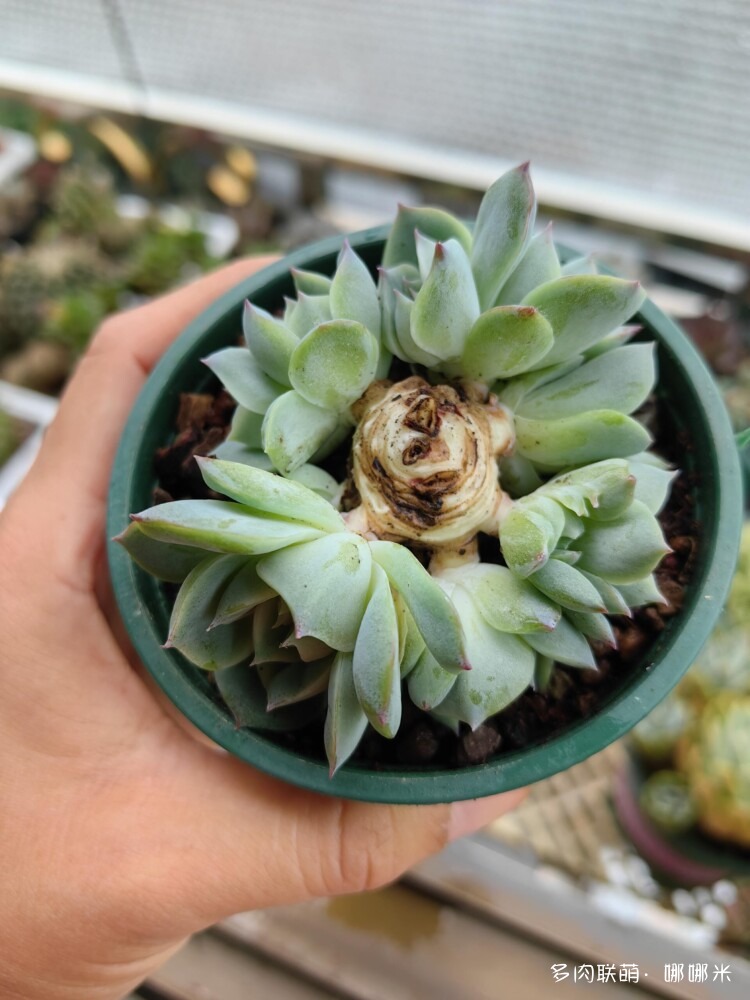 梅雨季的景天多肉