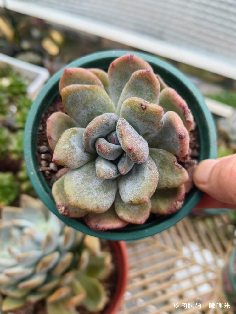 梅雨季的景天多肉