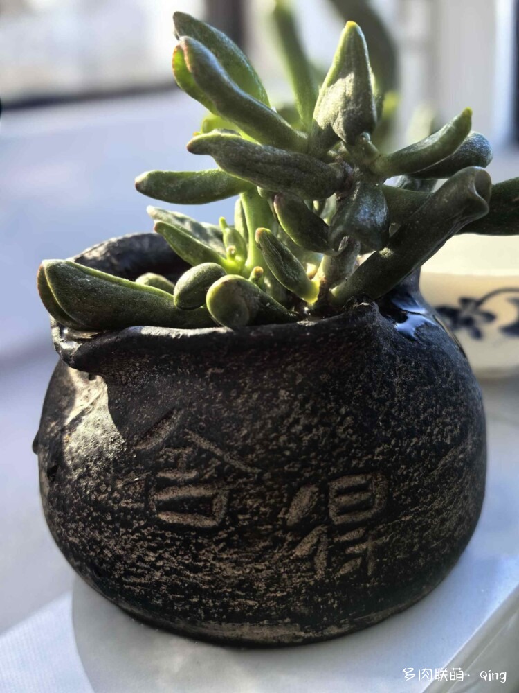 走走看多肉