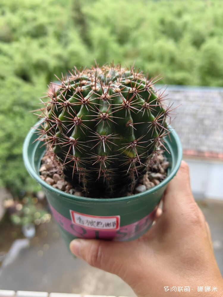 景天与球都喜欢