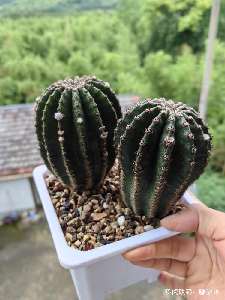 景天与球都喜欢