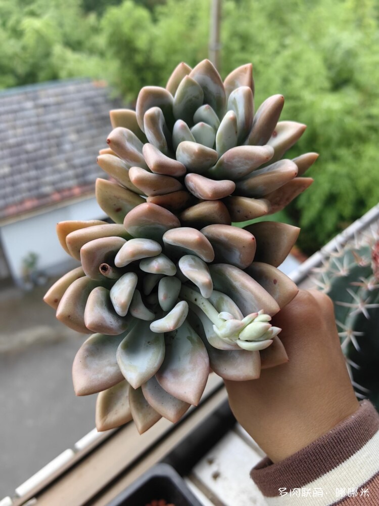 景天与球都喜欢