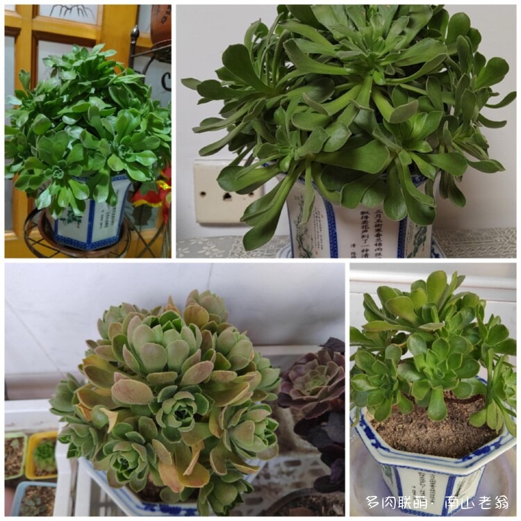 纪念养过的多肉